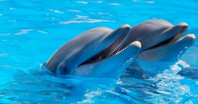 Экскурсия из Анапы: Дельфинарий Большой Утриш фото 8902
